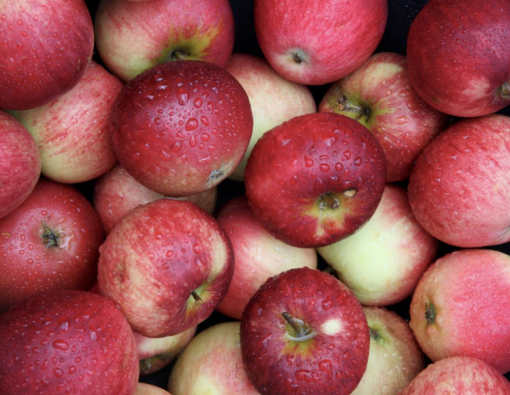 Apples (As Fresh as Possible)